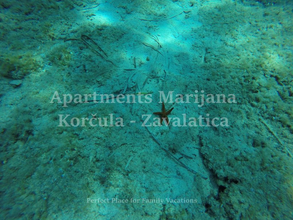 Apartments Marijana Zavalatica Exterior foto